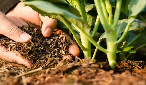 Soil Health