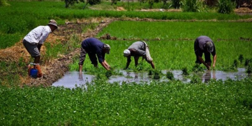 Government Subsidies for Farmers

