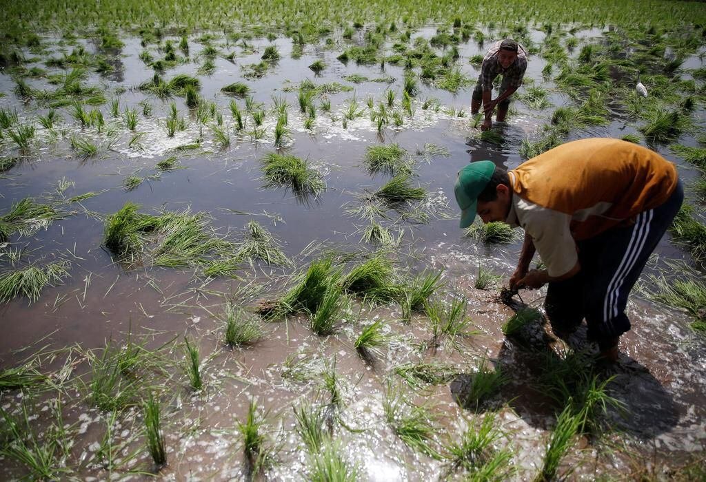 Impact of Fertilizers on Soil Health