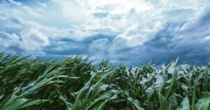 Weather Conditions and Crop Yields