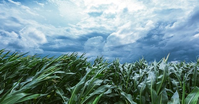 Weather Conditions and Crop Yields