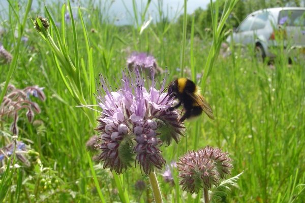 Biodiversity in Pest Control