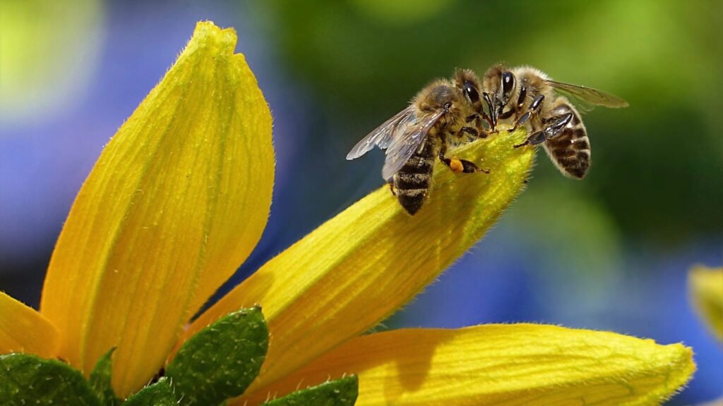 Biodiversity in Pest Control